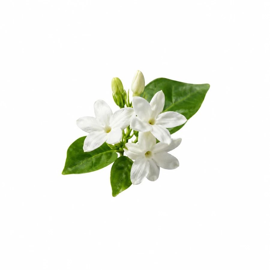 Fleurs blanches de jasmin